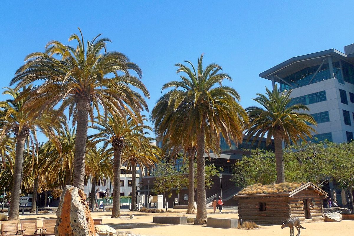Palm trees and sunshine at Jack London Square in Oakland