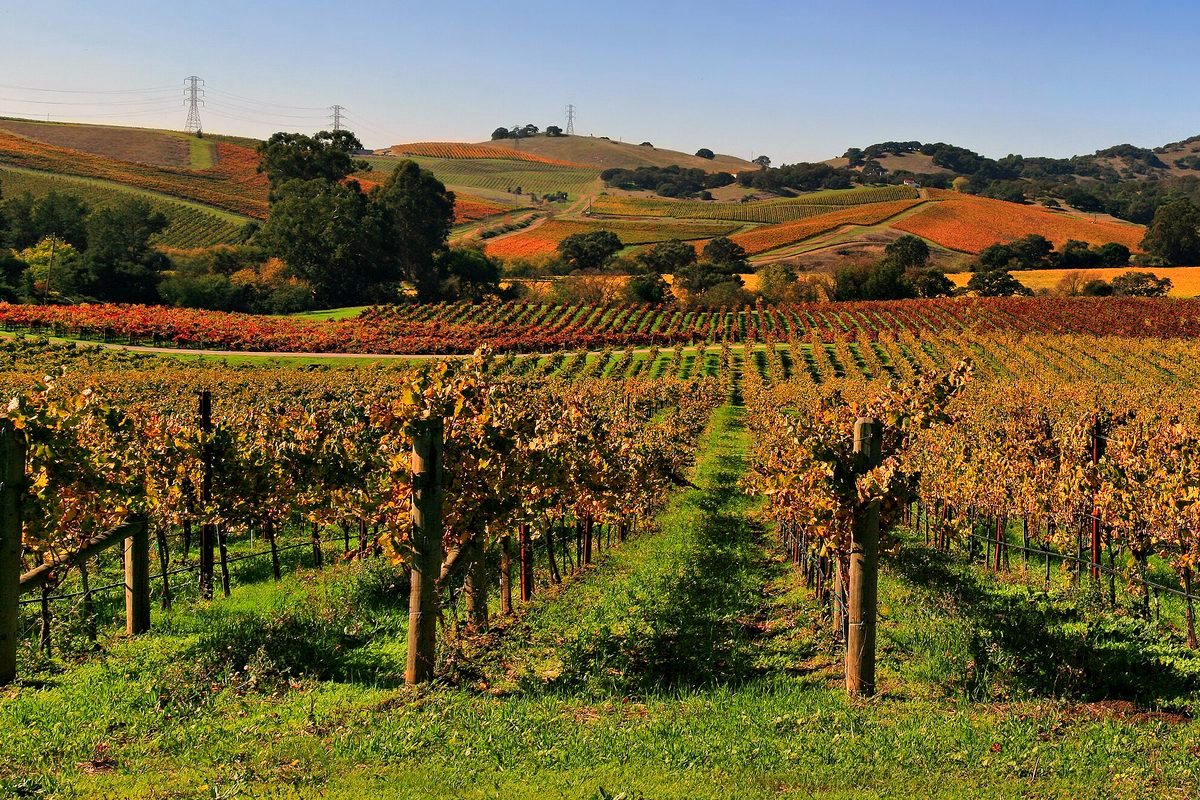 Vineyards in Napa Valley in autumn