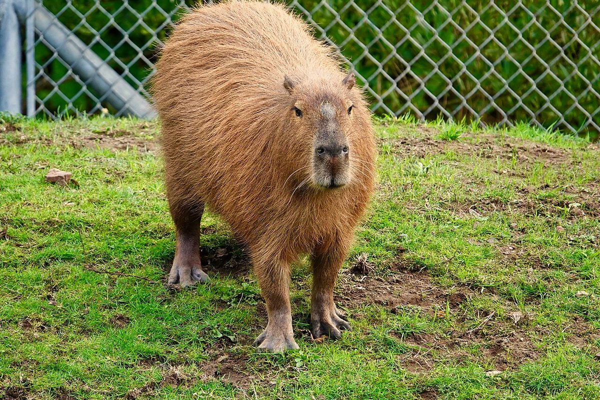 A capybara at the San Francisco Zoo, photographed in 2017